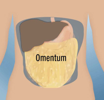 Omentum-site-for-BioHub